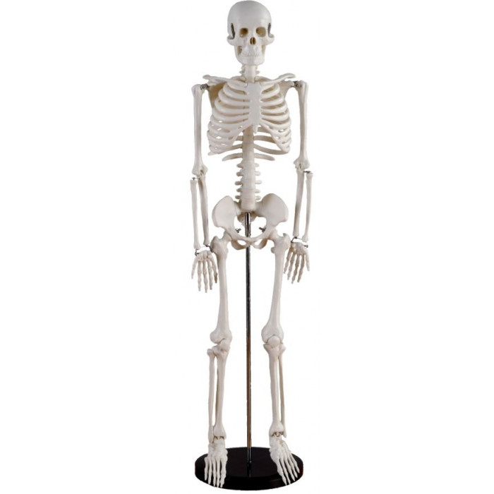 Petit Squelette Articulé