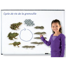 A - Grenouille