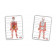 2 cartes en plastique, effaçables à sec, représentant l'une le squelette et l'autre les organes